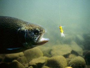 fish_taking_lure_Wallpaper__yvt2