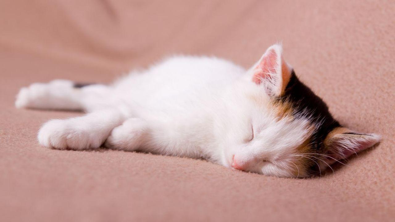 Les secrets d'un sommeil réparateur chat